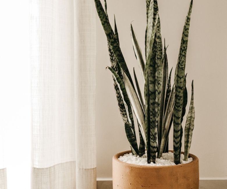 Plant Decors To Liven Up Your Living Space Atinydreamer