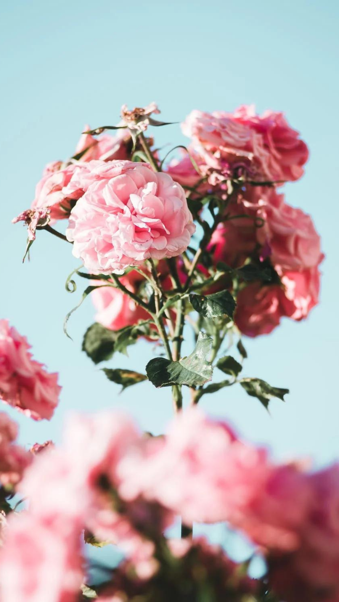 41 Free iPhone Vintage Flower Wallpaper to Use - atinydreamer